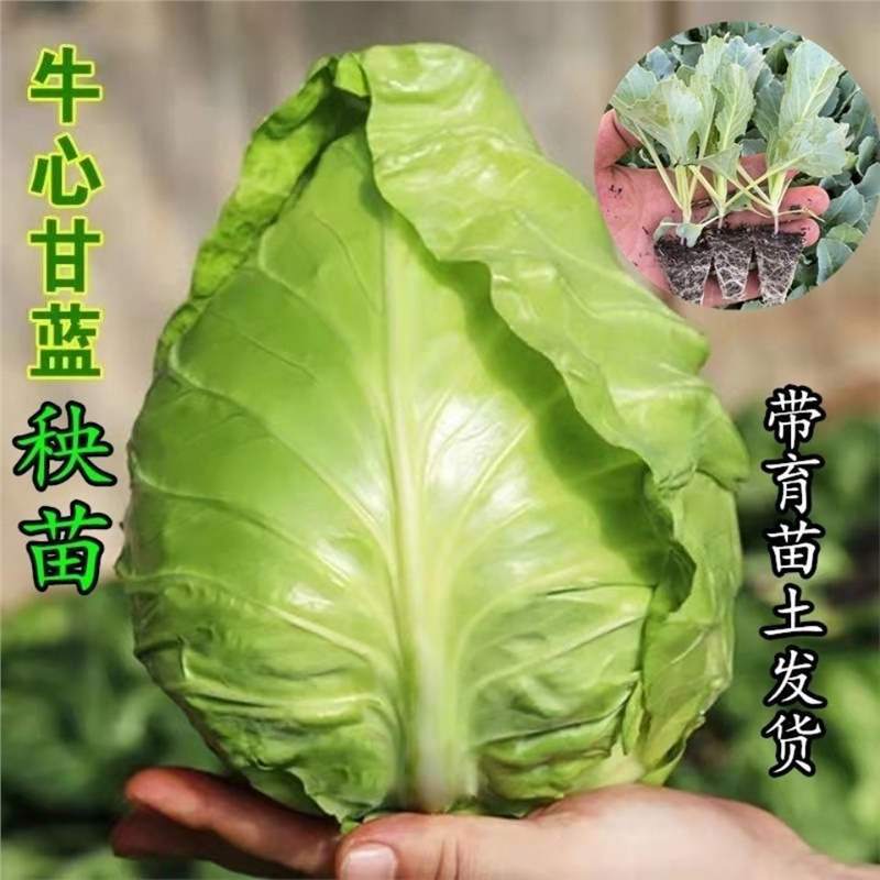Brassica oleracea seedlings, bulb seedlings, organic cauliflower seedlings, broccoli seedlings, year-round, potted plants for southern climates and balconies