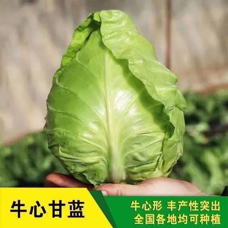 Brussels sprout seeds, head cabbage, cabbage base special vegetable seeds, all-season vegetable seeds