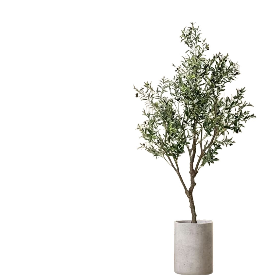 Olive tree potted plant, indoor living room real tree sapling, large potted plant, easy to care for, ground, moving house, moving plant
