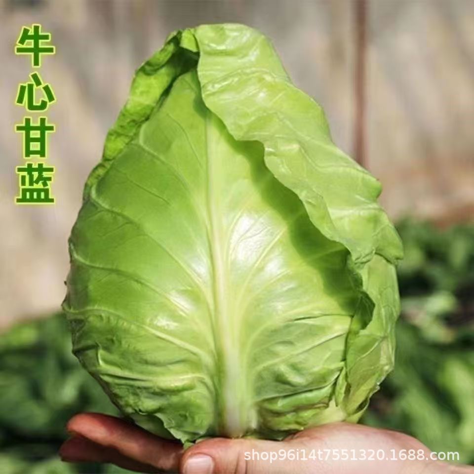 Extra-large oxheart cabbage seeds, sown year-round (spring, autumn, and all seasons), cabbage, lotus root cabbage, cold-resistant cabbage, oxheart cabbage