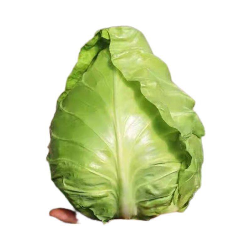 Brussels sprout seeds, chicken heart cabbage seeds, heat and cold resistant all year round, balcony fruit cabbage, autumn and winter vegetable seeds