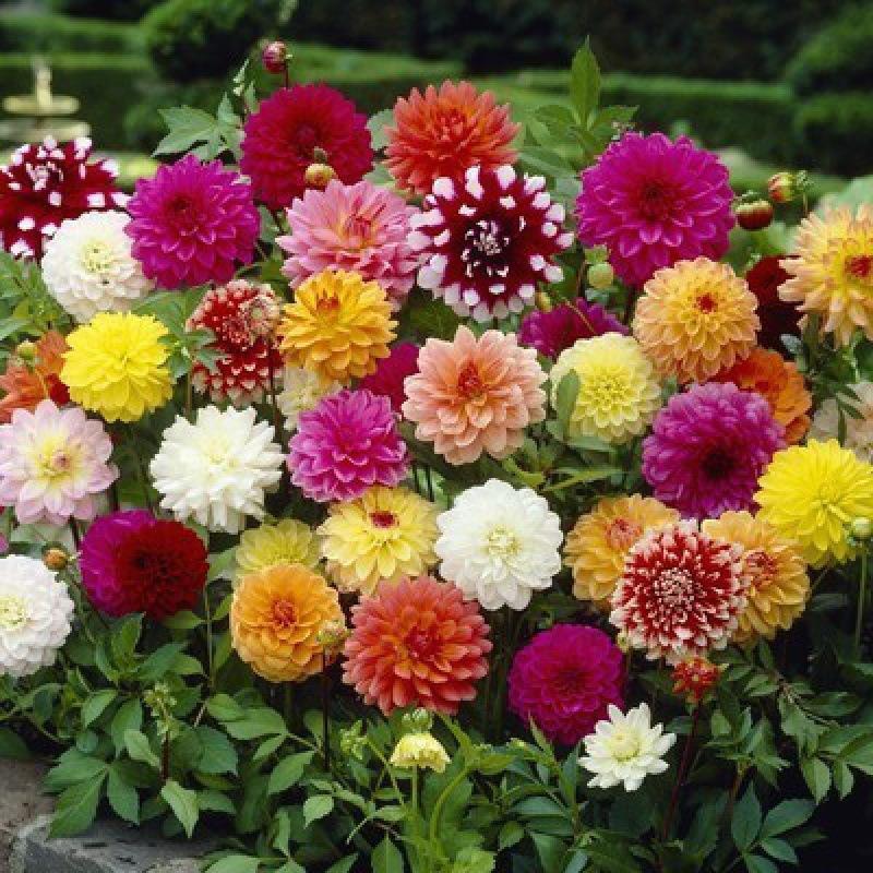 Double-petaled sunflower seeds, four-season cosmos seeds, balcony multi-color indoor and outdoor potted flower seeds, asters, mint
