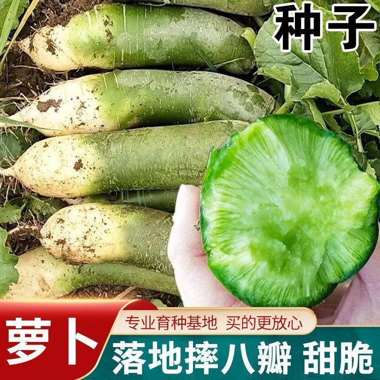 Weixian Qingshawo Fruit Radish Seeds, Shandong Weifang Sweet and Crisp Radish Seeds, Green-skinned, Green-hearted Raw Vegetable Seeds