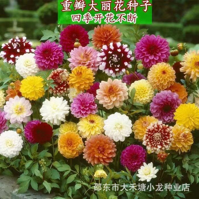 Dahlia bulbs, sweet potato bulbs, perennial indoor garden and balcony potted plants that bloom all year round