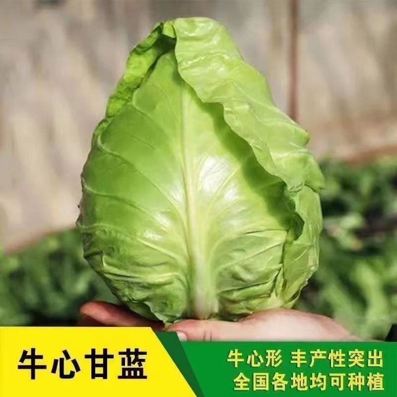 Brussels sprout seeds, head cabbage, late-blooming sweet cabbage, sweet cabbage seeds, original all-season vegetable seeds.