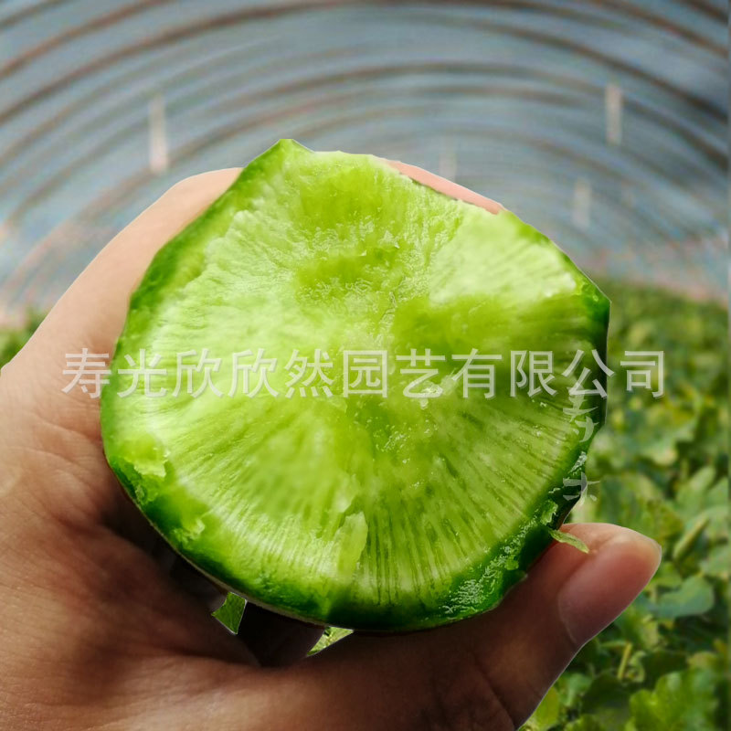 Weixian green radish seeds, high-yield fruit, balcony sowing, year-round, autumn vegetables, spring seeds.